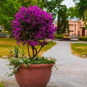 Purple Bougainvillea Live Plant - New River, 2-Pack, 4-6 Inches Tall, Deep Violet Climbing Vine - Image 8