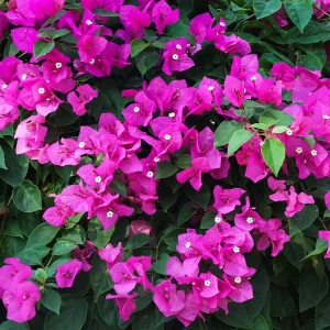 Purple Bougainvillea Live Plant - New River, 2-Pack, 4-6 Inches Tall, Deep Violet Climbing Vine - Image 9