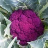 Purple Cauliflower Seeds - 10,000 Non-GMO, Fast Growing Vegetable Seeds - Image 1