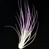 Purple Juncea Air Plant Tillandsia Live Plant - 4-7 inch Terrarium Decor - Image 1