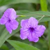 Purple Mexican Petunia Live Plant - Ruellia Brittoniana - 3 Pack Starter Plants - Outdoor Perennial - Image 1
