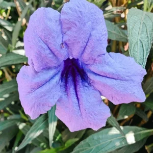 Purple Mexican Petunia Live Plant - Ruellia Brittoniana - 3 Pack Starter Plants - Outdoor Perennial - Image 5