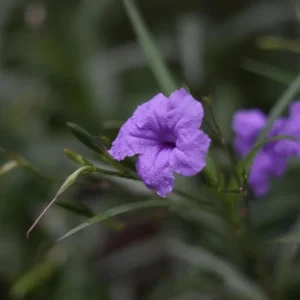 Purple Mexican Petunia Live Plant - Ruellia Brittoniana - 3 Pack Starter Plants - Outdoor Perennial - Image 7