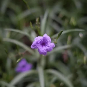 Purple Mexican Petunia Live Plants – Pack of 3 (6-8 Inches) – Ruellia brittoniana Outdoor Perennial - Image 2