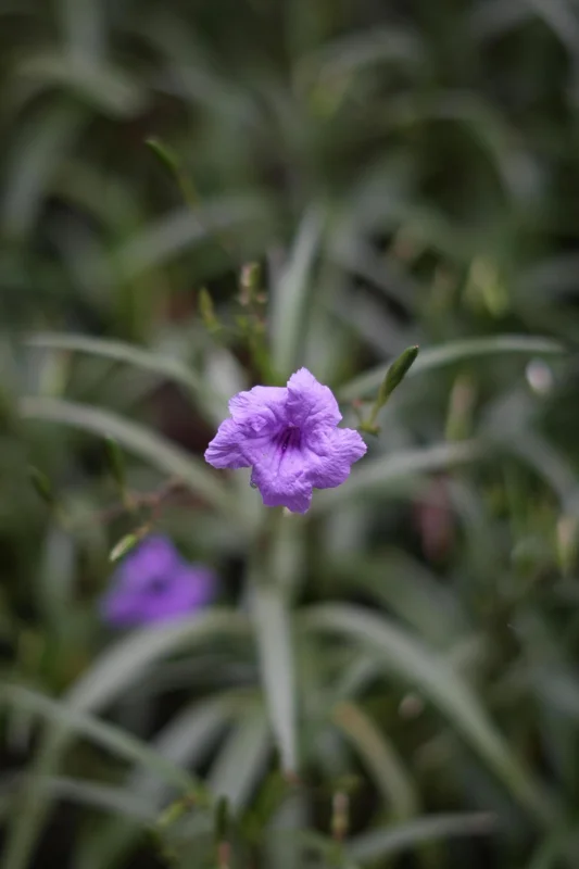 Purple Mexican Petunia Live Plants – Pack of 3 (6-8 Inches) – Ruellia brittoniana Outdoor Perennial - Image 2