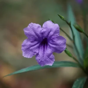 Purple Mexican Petunia Live Plants – Pack of 3 (6-8 Inches) – Ruellia brittoniana Outdoor Perennial - Image 3