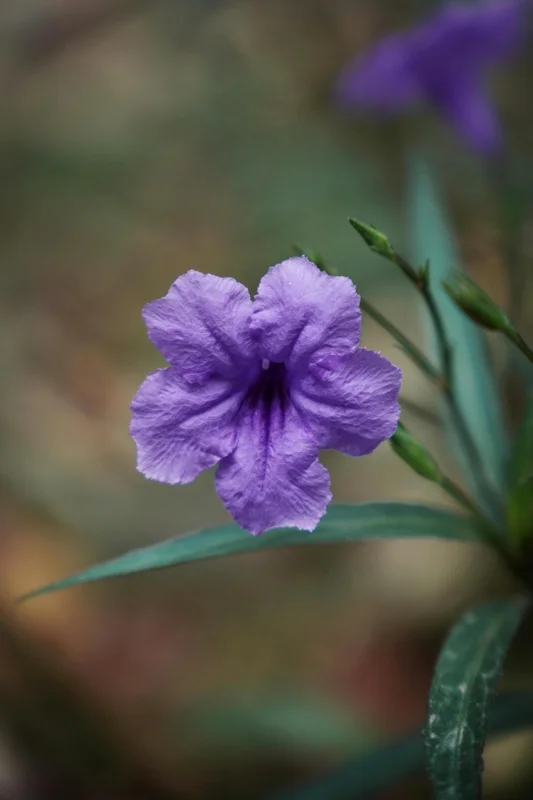 Purple Mexican Petunia Live Plants – Pack of 3 (6-8 Inches) – Ruellia brittoniana Outdoor Perennial - Image 3