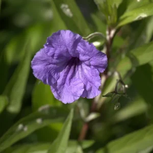 Purple Mexican Petunia Live Plants – Pack of 3 (6-8 Inches) – Ruellia brittoniana Outdoor Perennial - Image 4