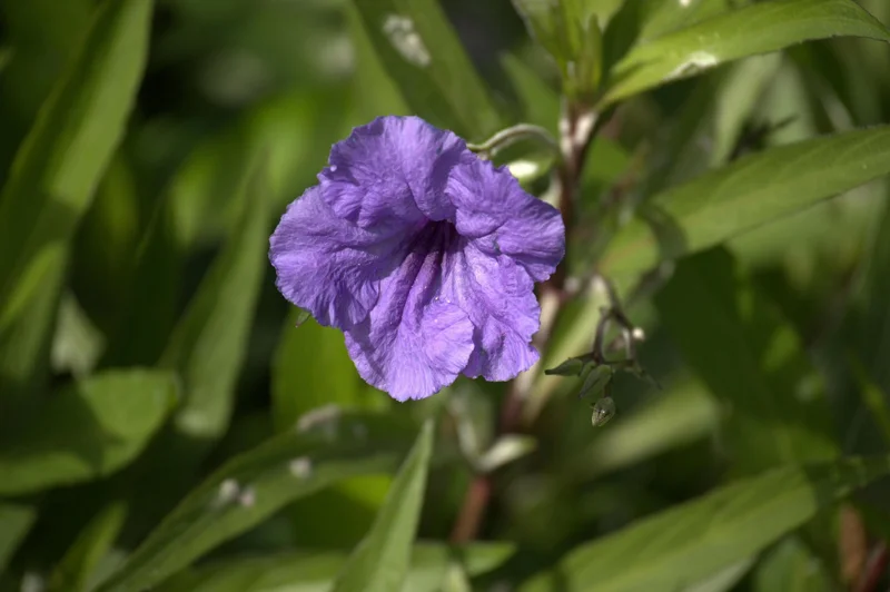 Purple Mexican Petunia Live Plants – Pack of 3 (6-8 Inches) – Ruellia brittoniana Outdoor Perennial - Image 4
