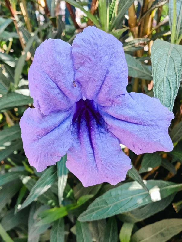 Purple Mexican Petunia Live Plants – Pack of 3 (6-8 Inches) – Ruellia brittoniana Outdoor Perennial - Image 5