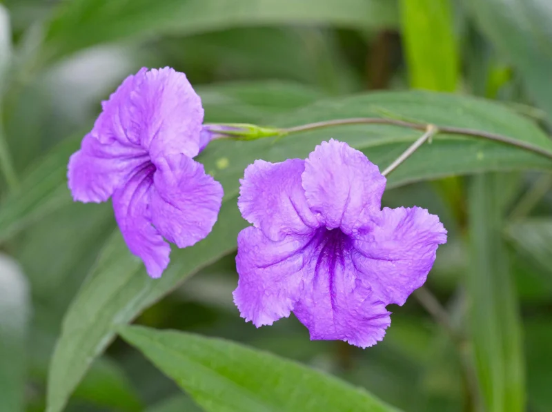 Purple Mexican Petunia Live Plants – Pack of 3 (6-8 Inches) – Ruellia brittoniana Outdoor Perennial - Image 6