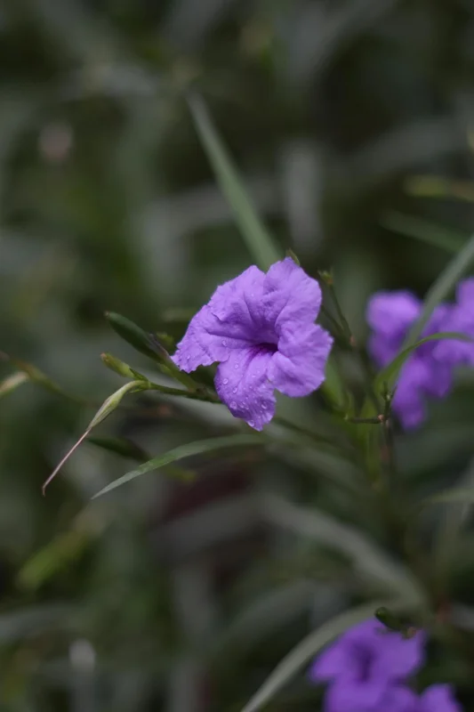 Purple Mexican Petunia Live Plants – Pack of 3 (6-8 Inches) – Ruellia brittoniana Outdoor Perennial - Image 7