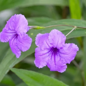 Purple Mexican Petunia Live Plants – Pack of 3 (6-8 Inches) – Ruellia brittoniana Outdoor Perennial - Image 1