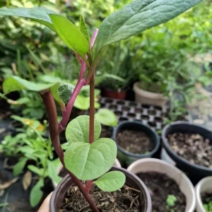 Purple Organic Malabar Spinach Live Plant – 4-6 Inch – 4 Inch Pot – Edible Vine - Image 2