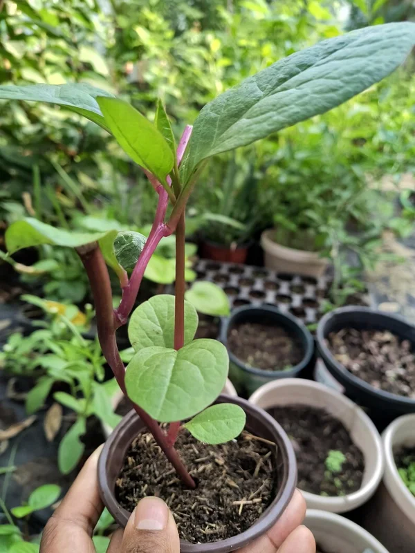 Purple Organic Malabar Spinach Live Plant – 4-6 Inch – 4 Inch Pot – Edible Vine - Image 2