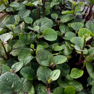 Purple Organic Malabar Spinach Live Plant – 4-6 Inch – 4 Inch Pot – Edible Vine - Image 3
