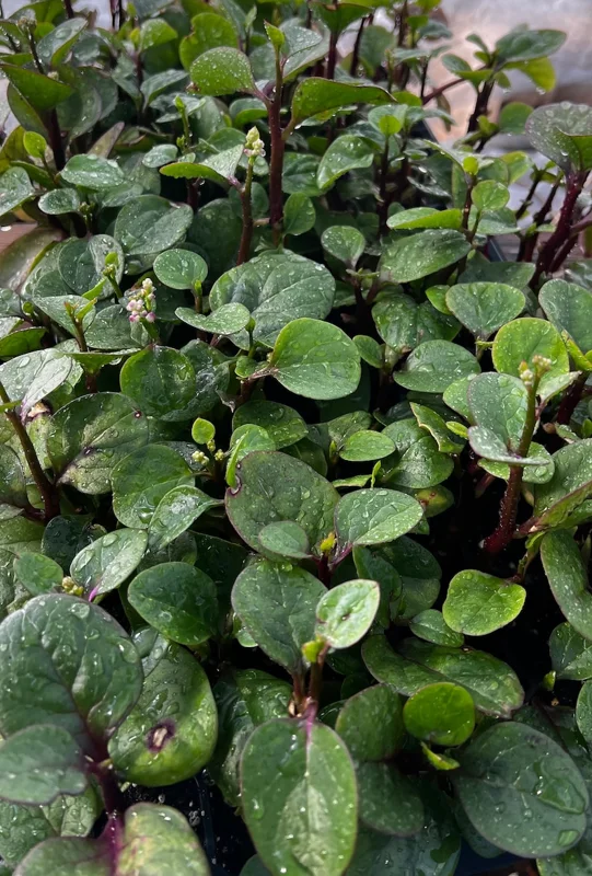 Purple Organic Malabar Spinach Live Plant – 4-6 Inch – 4 Inch Pot – Edible Vine - Image 3