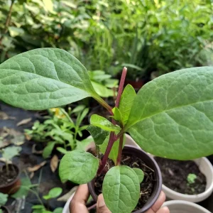 Purple Organic Malabar Spinach Live Plant – 4-6 Inch – 4 Inch Pot – Edible Vine - Image 1