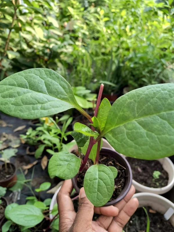 Purple Organic Malabar Spinach Live Plant – 4-6 Inch – 4 Inch Pot – Edible Vine - Image 1