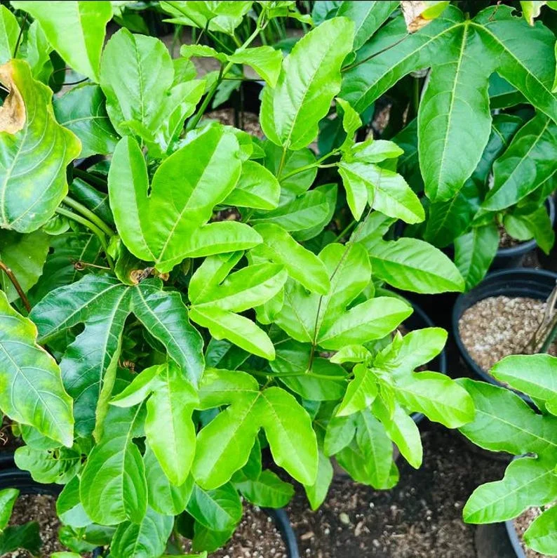 Purple Passion Fruit Live Plant – 4 inch Pot – Edible Vine - Image 1