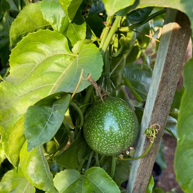 Purple Passion Fruit Live Plant – 4 inch Pot – Edible Vine - Image 2