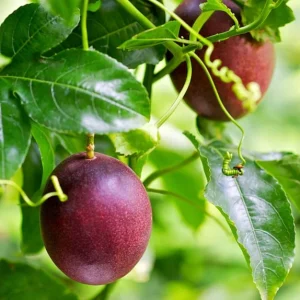 Purple Passion Fruit Live Plant – 4 inch Pot – Edible Vine - Image 3