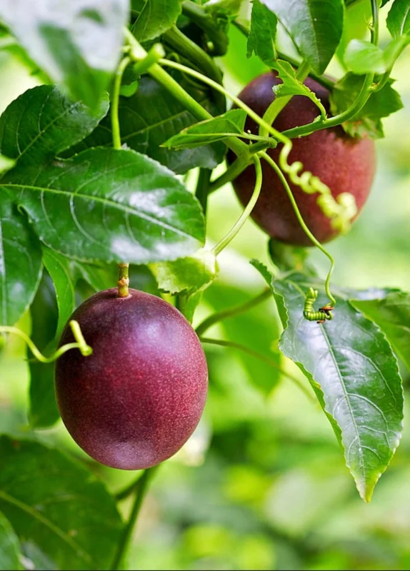 Purple Passion Fruit Live Plant – 4 inch Pot – Edible Vine - Image 3