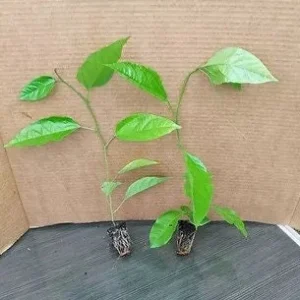 Purple Passion Fruit Plant - Passiflora Edulis 'Purple Possum' Live Vine Starter 4-6 inches Tall - Edible Fruit, Self-Pollinating, Outdoor - Image 2