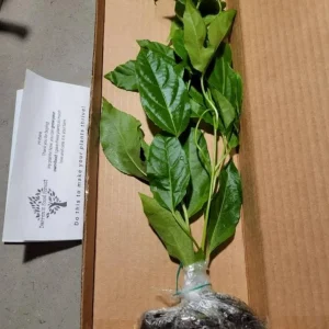 Purple Passion Fruit Plant - Passiflora Edulis 'Purple Possum' Live Vine Starter 4-6 inches Tall - Edible Fruit, Self-Pollinating, Outdoor - Image 3