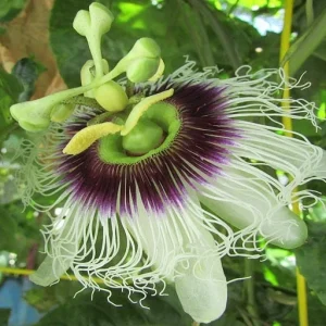 Purple Passion Fruit Plant - Passiflora Edulis 'Purple Possum' Live Vine Starter 4-6 inches Tall - Edible Fruit, Self-Pollinating, Outdoor - Image 5