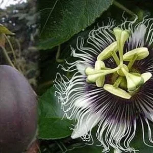 Purple Passion Fruit Plant - Passiflora Edulis 'Purple Possum' Live Vine Starter 4-6 inches Tall - Edible Fruit, Self-Pollinating, Outdoor - Image 6