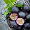Purple Passion Fruit Plant - Passiflora Edulis 'Purple Possum' Live Vine Starter 4-6 inches Tall - Edible Fruit, Self-Pollinating, Outdoor - Image 1