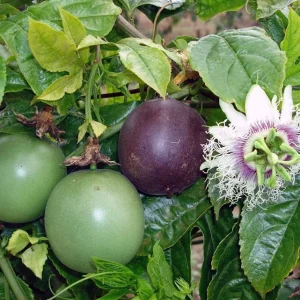 Purple Passion Fruit Plant - Passiflora Edulis 'Purple Possum' Live Vine Starter 4-6 inches Tall - Edible Fruit, Self-Pollinating, Outdoor - Image 7