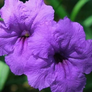 Purple Showers Ruellia Live Plant - 2 Pack, 5-9