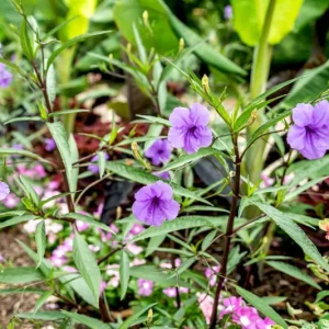 Purple Showers Ruellia Live Plant - 2 Pack, 5-9