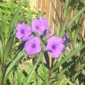 Purple Showers Ruellia Live Plant - 2 Pack, 5-9