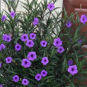 Purple Showers Ruellia Live Plant - 2 Pack, 5-9