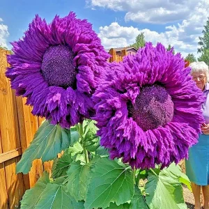Purple Teddy Bear Sunflower Seeds - 50 Count Packet - Giant Annual Flowers - Image 2