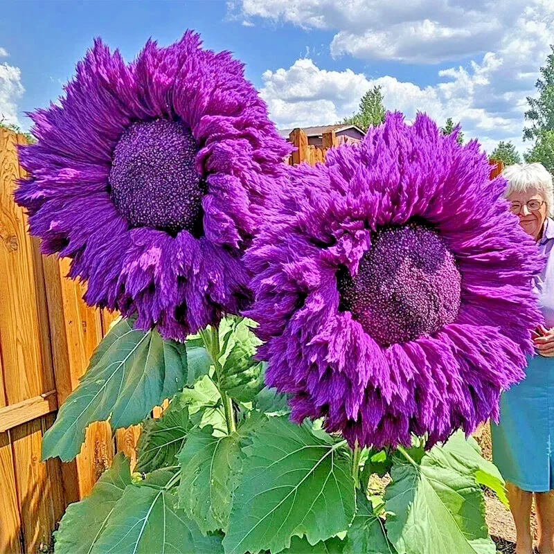 Purple Teddy Bear Sunflower Seeds - 50 Count Packet - Giant Annual Flowers - Image 2