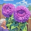 Purple Teddy Bear Sunflower Seeds - 50 Count Packet - Giant Annual Flowers - Image 1