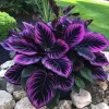 Purple Tip Calathea Couture Flower Seeds - 10+ Perennial Seeds for Indoor/Outdoor - Image 1