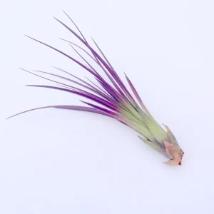 Purple Tricolor Air Plant Live - Tillandsia Plant - 4-6 inches - Indoor - Image 1