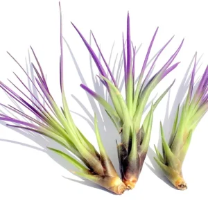 Purple Tricolor Air Plant Mix - Live Tillandsia, 3-Pack, 4-6 inches - Image 2