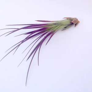Purple Tricolor Air Plant Mix - Live Tillandsia, 3-Pack, 4-6 inches - Image 4