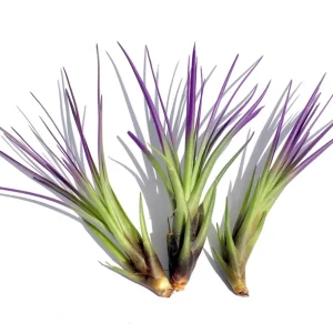 Purple Tricolor Air Plant Mix - Live Tillandsia, 3-Pack, 4-6 inches - Image 1