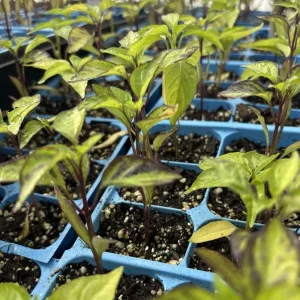 Purple UFO Hot Chili Pepper Live Plants - 3 Pack, Medium-Hot, Garden & Container - Image 2