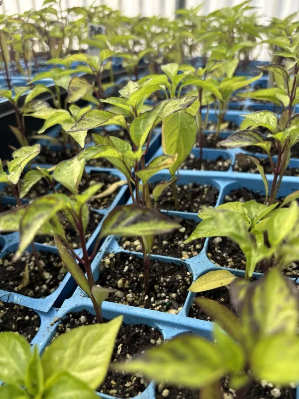 Purple UFO Hot Chili Pepper Live Plants - 3 Pack, Medium-Hot, Garden & Container - Image 2