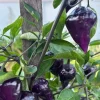 Purple UFO Hot Chili Pepper Live Plants - 3 Pack, Medium-Hot, Garden & Container - Image 1