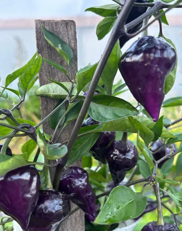 Purple UFO Hot Chili Pepper Live Plants - 3 Pack, Medium-Hot, Garden & Container - Image 1