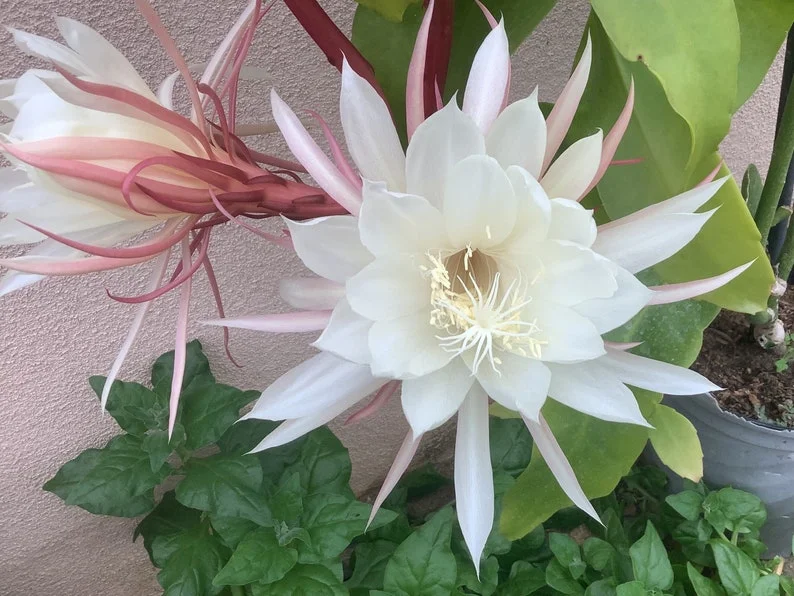 Queen of the Night Cactus Live Plant – 1 Gallon Pot – Epiphyllum oxypetalum – Indoor Plant - Image 2